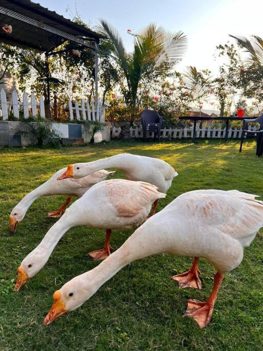 Saifarms Private Farmhouse Between Pune & Lonavala Nethersole Dam Dış mekan fotoğraf